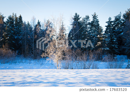 Russian winter forest in snow Russian winter forest in snow 17683520