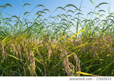 Paddy field where weeds grew 1 17683614