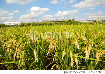 Inaho Kodomo Line Train Inaho Kodomo Line Train 17683789