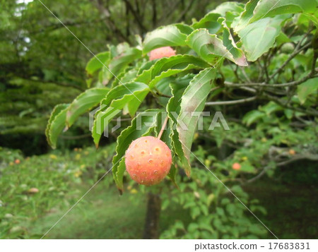 The fruit of ripe yamabashi in autumn The fruit of ripe yamabashi in autumn 17683831