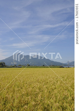 Autumn paddy and Bandai 4 17683931