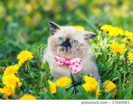 little kitten wearing bow tie on green lawn little kitten wearing bow tie on green lawn 17684061
