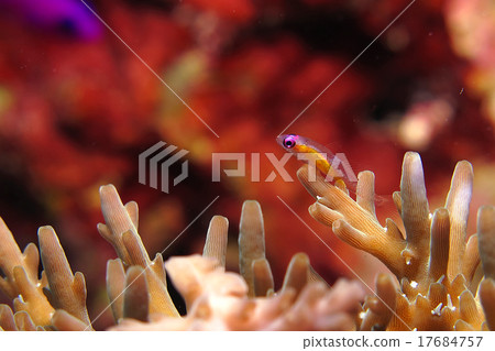 Red goby Red goby 17684757