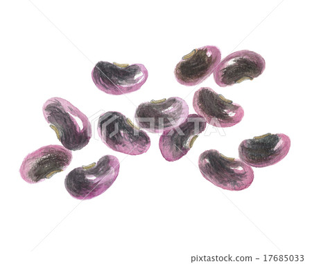 紫色花豆 紫色花豆 17685033