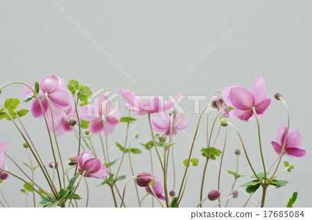 打破碗花花 打破碗花花 17685084