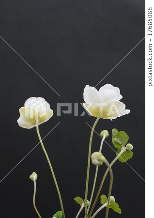打破碗花花 打破碗花花 17685088