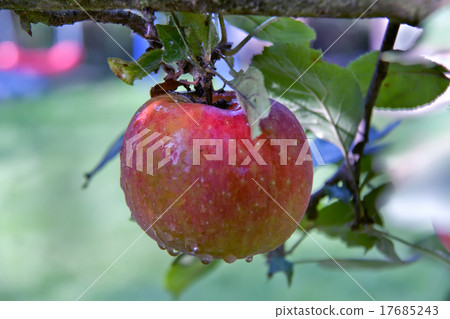 big red Apple on the branch after the rain 17685243
