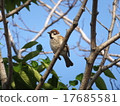 Sparrow 17685581