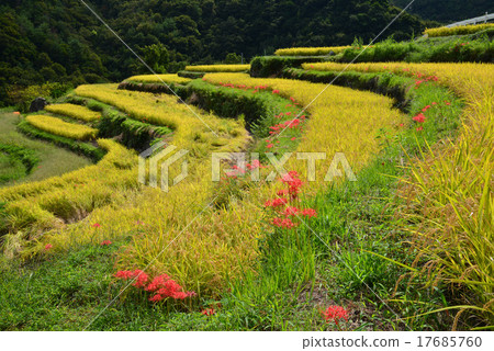 水稻梯田秋季景觀7（小川縣小山縣，香川縣） 17685760