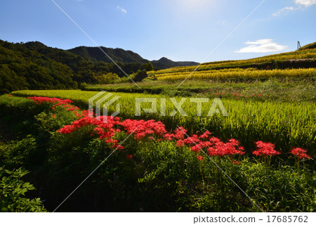 Rice terraced autumn scenery 9 (Shodoshima Nakayama, Kagawa Prefecture) 17685762