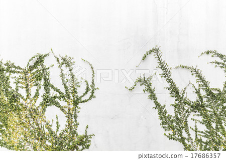 Tree on white concrete wall 17686357