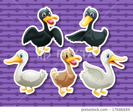 Different color of ducks 17686889