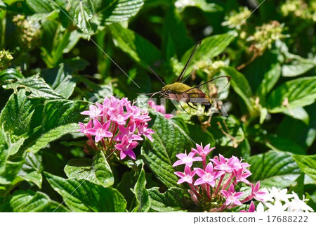 Ooskasiba and pentas 17688222