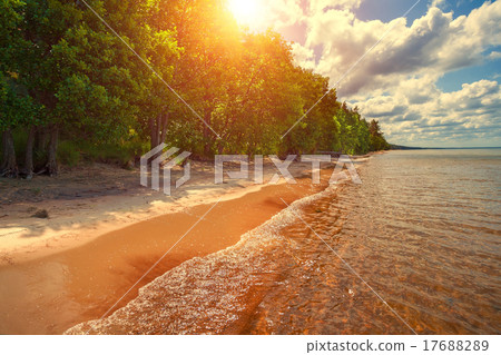 Deserted sea coast, pine forest on the beach Deserted sea coast, pine forest on the beach 17688289