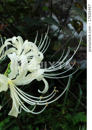 白色簇狀孤挺花 17688467