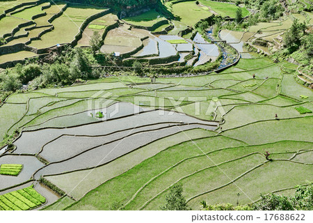 rice paddy terrace fields  Philippines 17688622