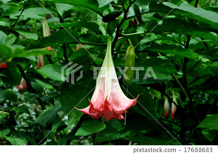 天使小號 17688683