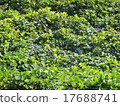 琉球牽牛花組 17688741
