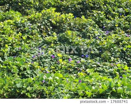 Ryukyu morning glory group 17688741