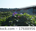 琉球牽牛花和蓬萊橋 17688956