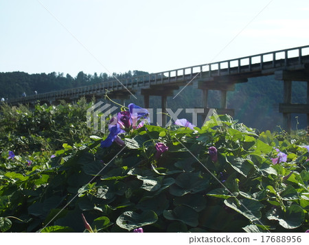 琉球牽牛花和蓬萊橋 17688956