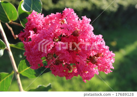 縐紗花 縐紗花 17689128