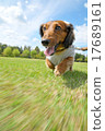 Running dog 17689161