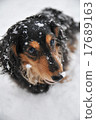 Snow dog 17689163