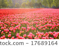Tulip field 17689164