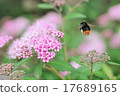Flowers and insects 17689165