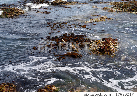 海帶 海帶 17689217