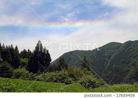 Saiun Cloud Horizontal Arc and Tea Field 17689409