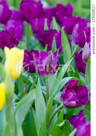 Blooming spring flowers tulips in the garden Blooming spring flowers tulips in the garden 17689827