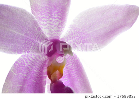 蝴蝶蘭蘭花種 17689852