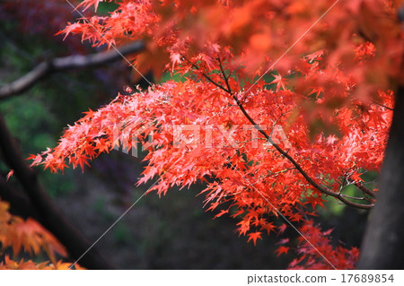 Autumn leaves 2 Autumn leaves 2 17689854