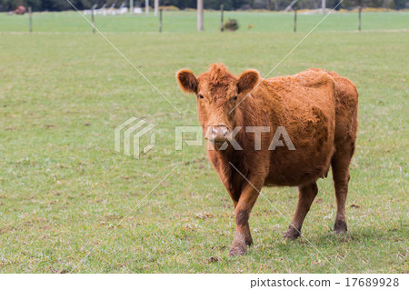 livestock cow standing in animals farm field 17689928
