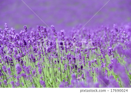 Lavender Hill Lavender Hill 17690024