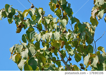 樹:Hankukinoki家庭 樹:Hankukinoki家庭 17690106