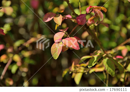 Tree: U. palm tree family 17690111