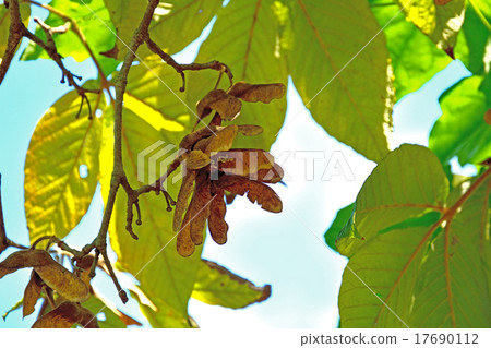 Tree: Megusurinokai maple 17690112