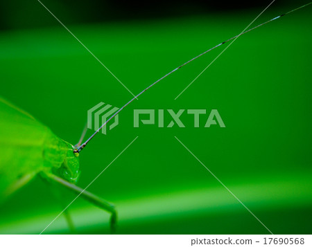 Counselora fowl（簡介） 17690568