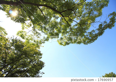 Tree, blue sky and sun 17690957