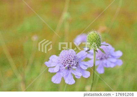 開花在草原的Matsumushi大豆 17691208