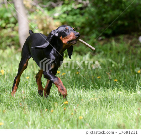 dog playing fetch 17691211