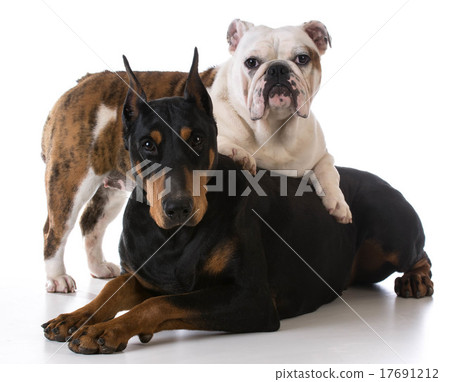two dogs 17691212