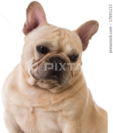 french bulldog 17691213