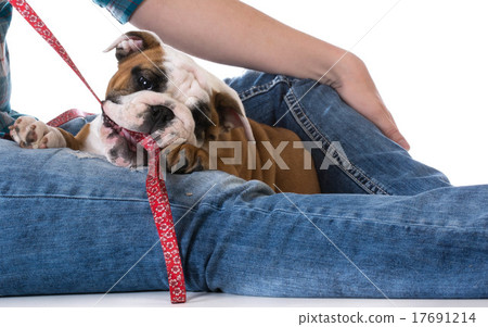 woman and her dog 17691214