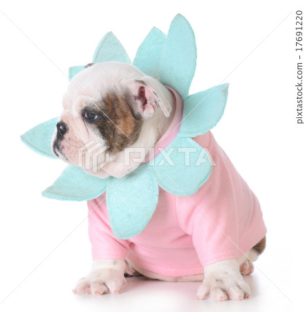 cute puppy cute puppy 17691220