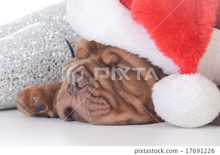 christmas puppy 17691226