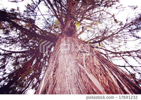 Huge tree near Tashiding Monastery, Sikkim, India. 17691232